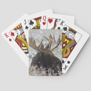Shiras Bull Moose Playing Cards