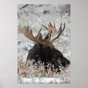 Shiras Bull Moose Poster