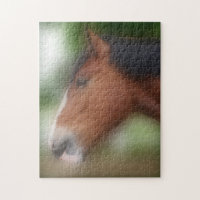 Shire Draft Horse Face Animal