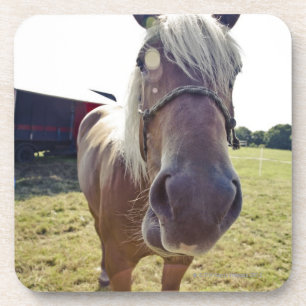 SHIRE HORSE IN SUNLIGHT WITH NOSE UP TO CAMERA COASTER
