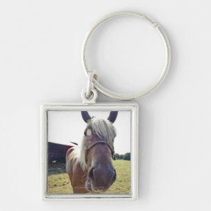 SHIRE HORSE IN SUNLIGHT WITH NOSE UP TO CAMERA KEY RING