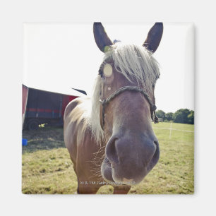 SHIRE HORSE IN SUNLIGHT WITH NOSE UP TO CAMERA MAGNET