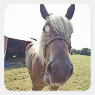 SHIRE HORSE IN SUNLIGHT WITH NOSE UP TO CAMERA SQUARE STICKER