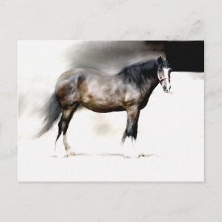 SHIRE HORSE STUDY POSTCARD