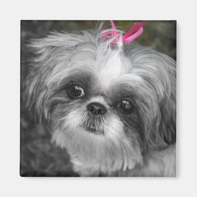 Shitzu Dog Square Magnet (Front)