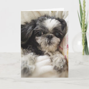 Shitzu Girl Greeting Card