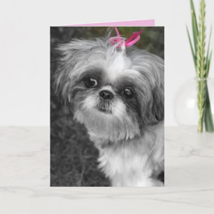 Shitzu Girl Greeting Card
