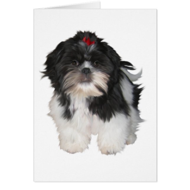 Shitzu Shih Tzu Puppy Dogs (Front)