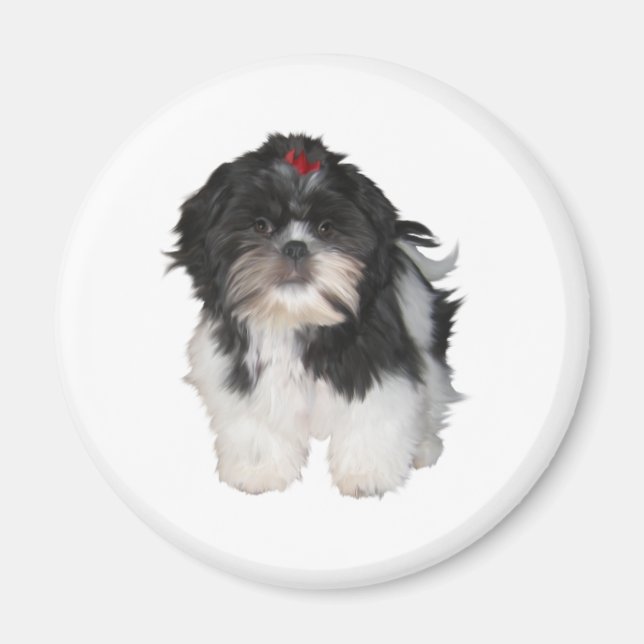 Shitzu Shih Tzu Puppy Dogs Magnet (Front)