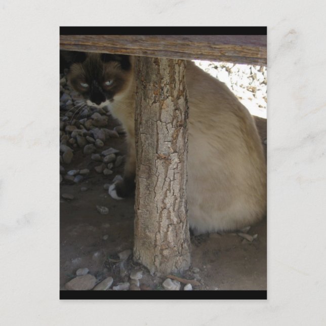 Shiva the Snowshoe Postcard (Front)