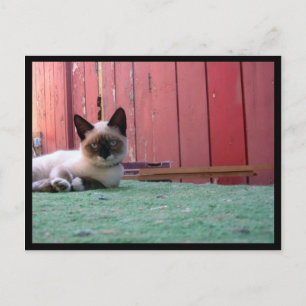 Shiva the Snowshoe Postcard