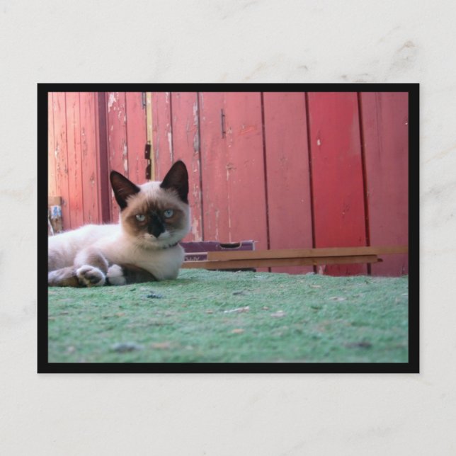 Shiva the Snowshoe Postcard (Front)