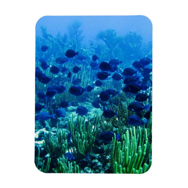 Shoal of Blue Discus Fish Magnet (Vertical)