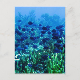 Shoal of Blue Discus Fish Postcard