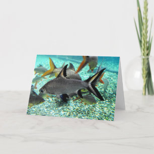 Shoal of fish in springtime, Spain Holiday Card