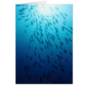 Shoal of fishes