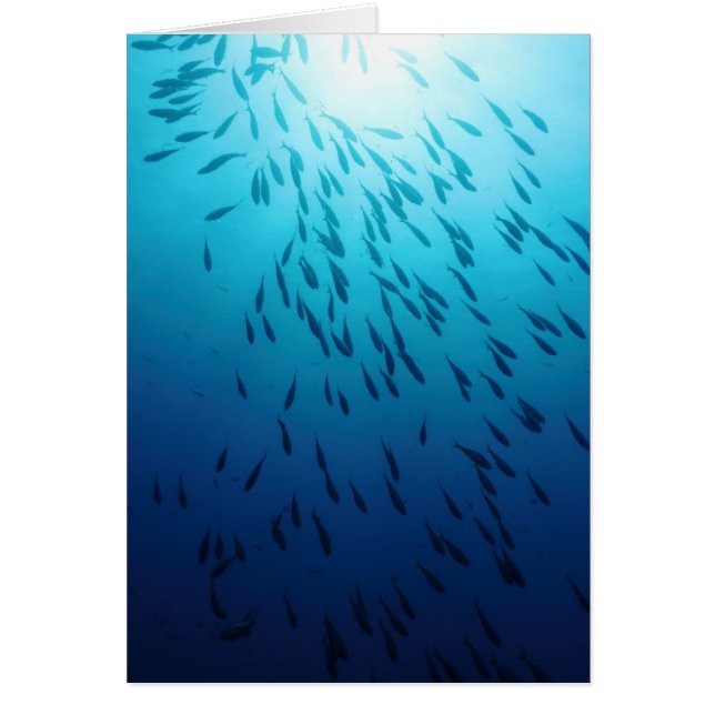 Shoal of fishes (Front)