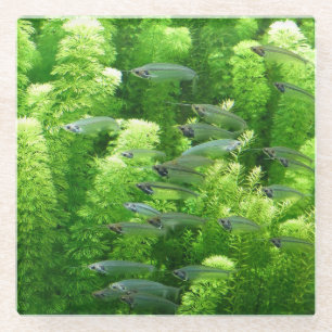 Shoal of Transparent Silver Fish Glass Coaster