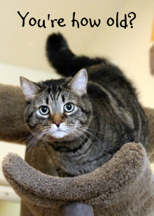 Funny Cat Birthday Cards Zazzle Com Au