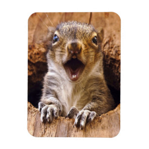 Shocked Squirrel Magnet