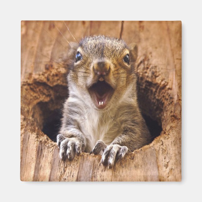 Shocked Squirrel Magnet (Front)