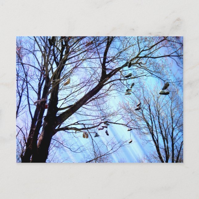 Shoe Tree Postcard (Front)