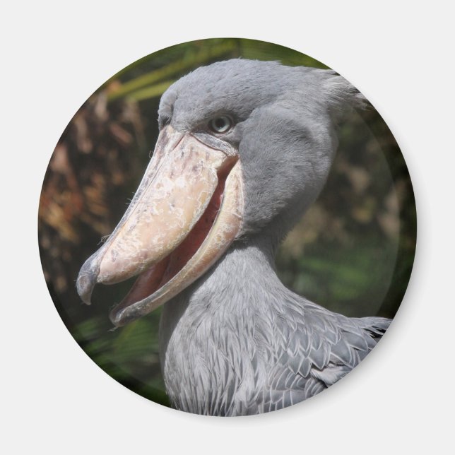 Shoebill Magnet (Front)