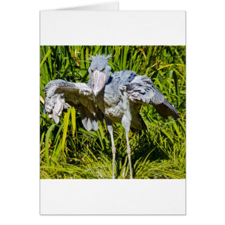 Shoebill Stork