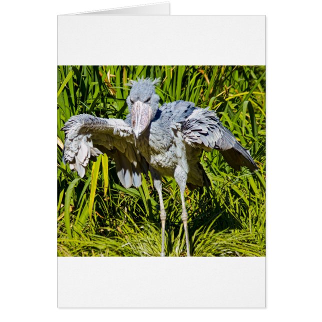 Shoebill Stork (Front)