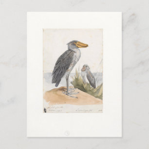 Shoebill Stork 1887 Print Zoologica Amsterdam Postcard