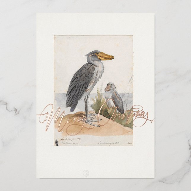 Shoebill Stork 1887 Print Zoologica Thank You Foil Holiday Card (Front)