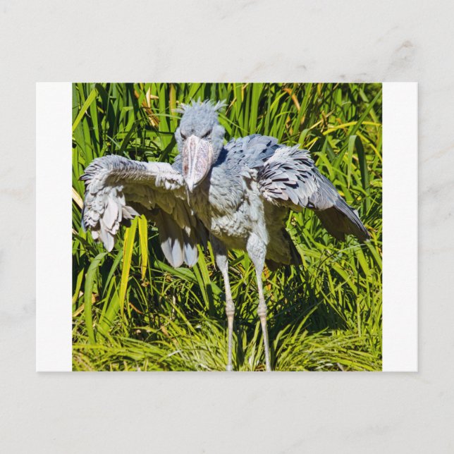 Shoebill Stork Postcard (Front)