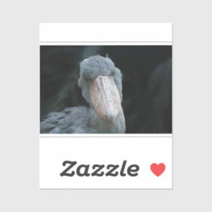 Shoebill's Charm