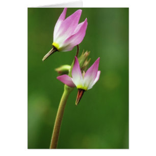 Shooting star wildflower, California, USA