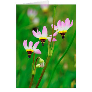 Shooting Star Wildflowers in Mission Trails Park