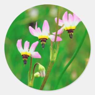 Shooting Star Wildflowers in Mission Trails Park Classic Round Sticker