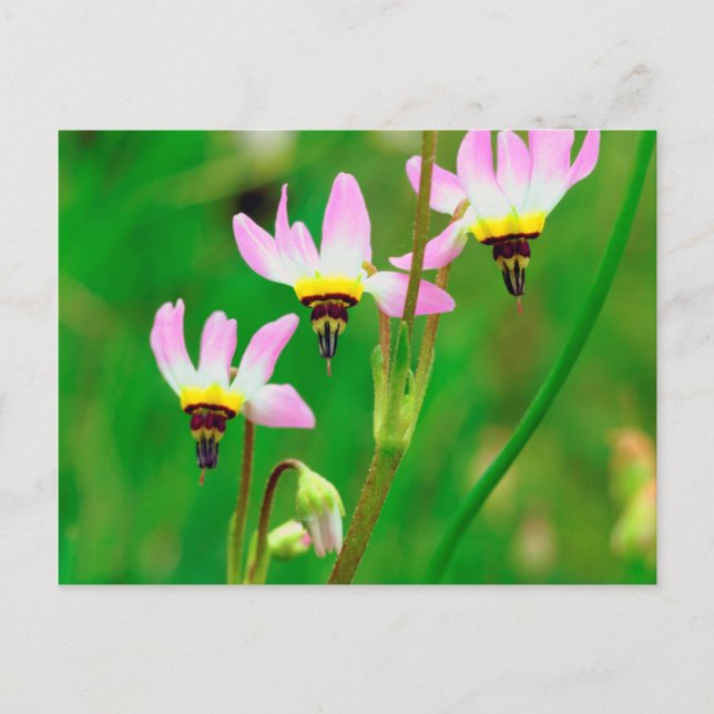 Shooting Star Wildflowers in Mission Trails Park Postcard (Front)