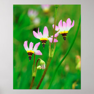 Shooting Star Wildflowers in Mission Trails Park Poster
