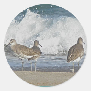 Shore Bird Trio Stickers