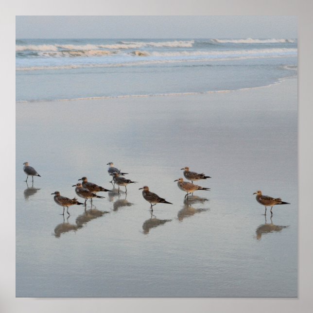 Shore Birds Poster (Front)