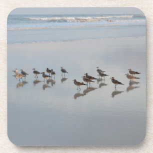 Shorebirds Coaster