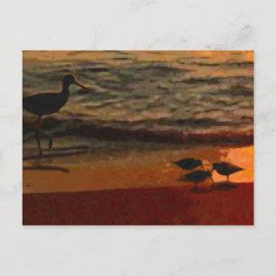 Shorebirds Postcard