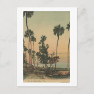 Shoreline view of Indian River with Palm Trees Postcard
