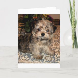 Shorkie Puppy Card