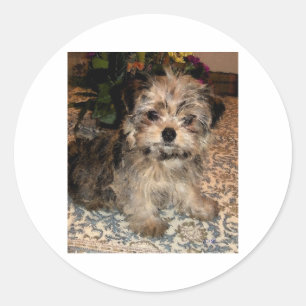Shorkie Puppy Classic Round Sticker