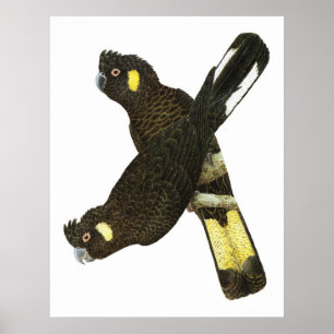 Short-billed & Yellow-tailed Black Cockatoos Poster