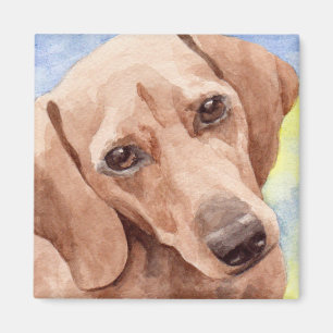Short Coat Dachshund Dog Portrait Magnet