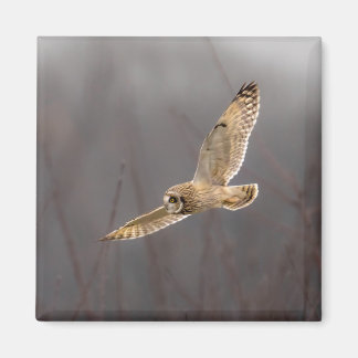Short Eared Owl 2" Magnet