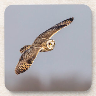 Short-eared owl at the Shawangunk Grasslands Coaster