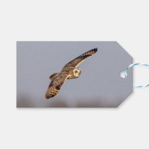 Short-eared owl at the Shawangunk Grasslands Gift Tags